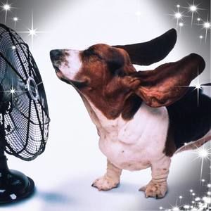 Meet your Posher, Lise